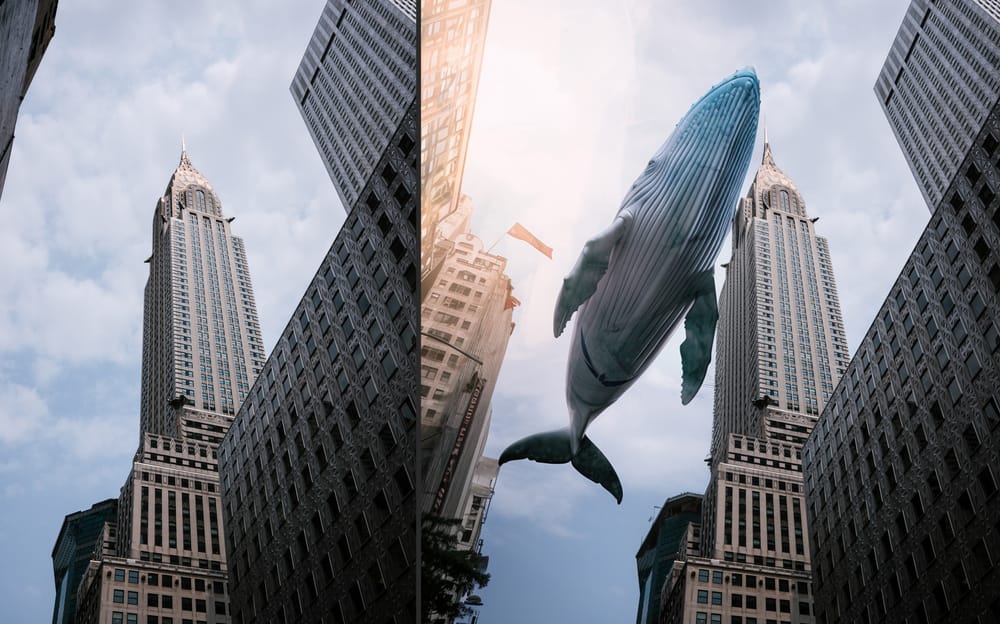 Whale