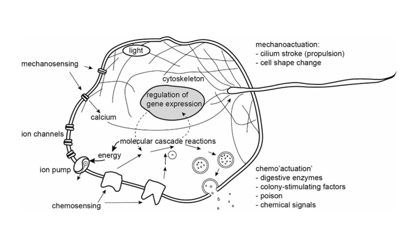 A Foundational Theory for Decentralized Sensory Learning