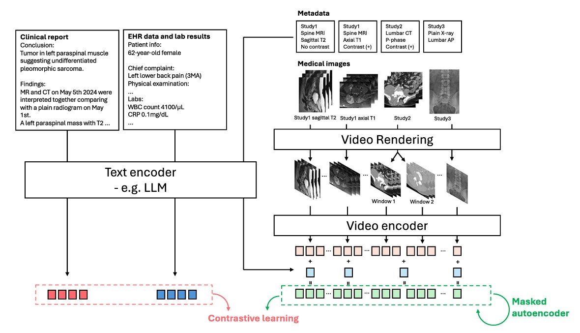 Multimodal generative AI for interpreting 3D medical images and videos
