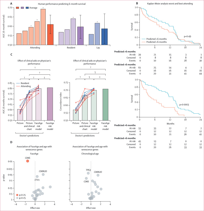 FaceAge a deep learning system to estimate biological age from face photographs to improve prognostication a model development and validation study