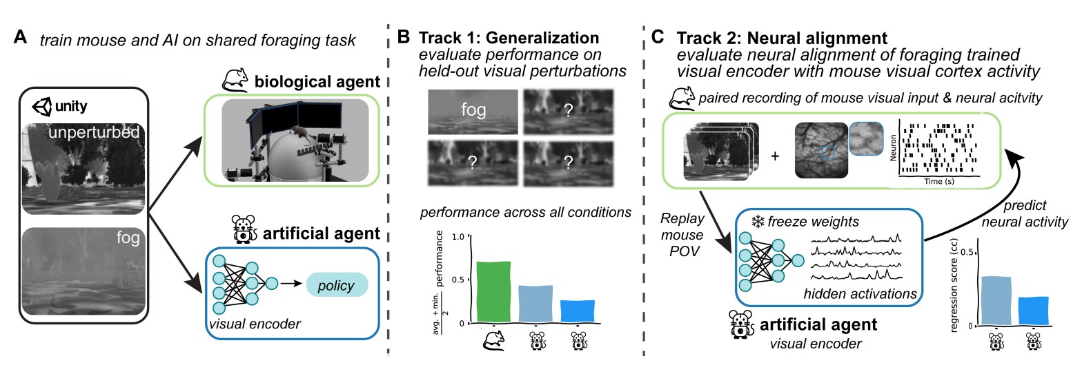 Mouse vs AI A Neuroethological Benchmark for Visual Robustness and Neural Alignment